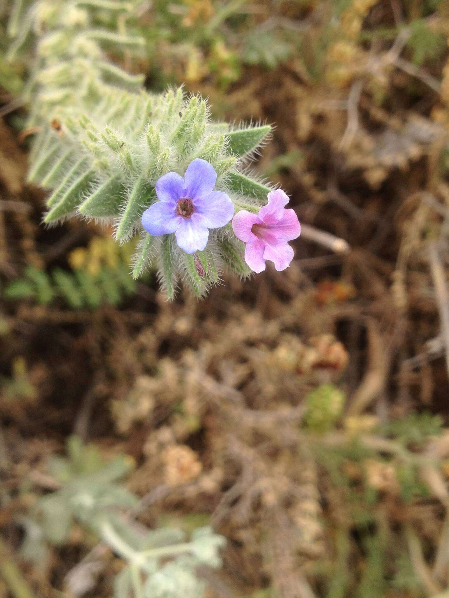 Image of strigose alkanet
