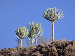 Euphorbia eduardoi L. C. Leach resmi