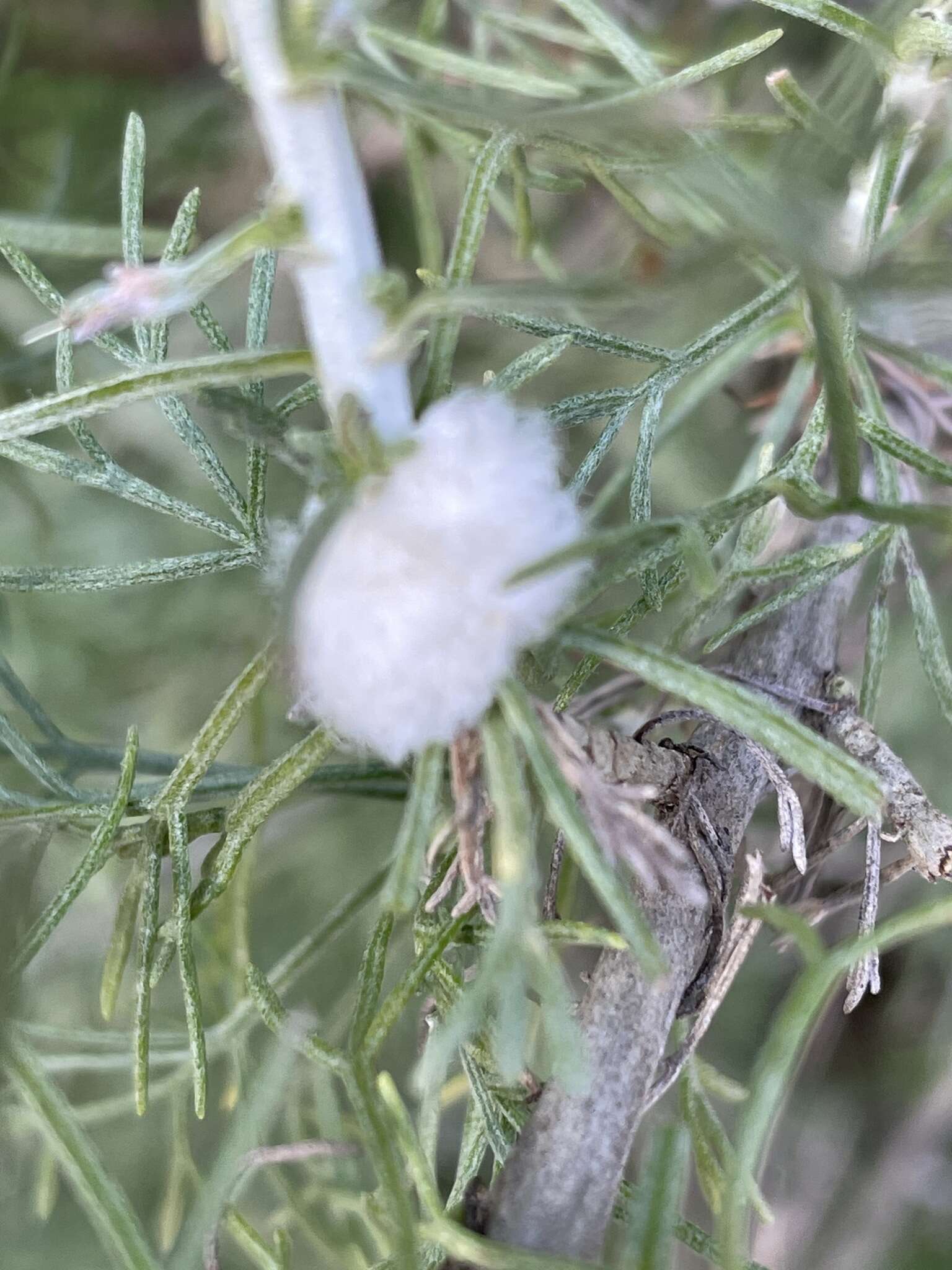 Imagem de Rhopalomyia floccosa (Felt 1916)