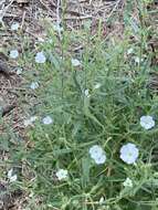 Image of manyflower tobacco