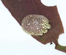 صورة <i>Paropsis aegrota elliotti</i>