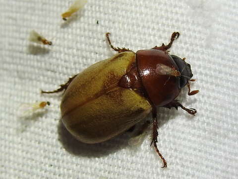 Cyclocephala melanocephala (Fabricius 1775)的圖片