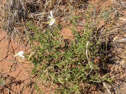 Слика од Oenothera pallida subsp. runcinata (Engelm.) Munz & W. Klein