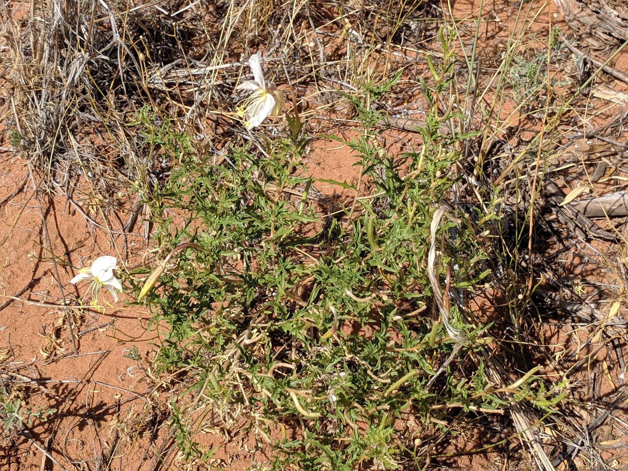 Слика од Oenothera pallida subsp. runcinata (Engelm.) Munz & W. Klein