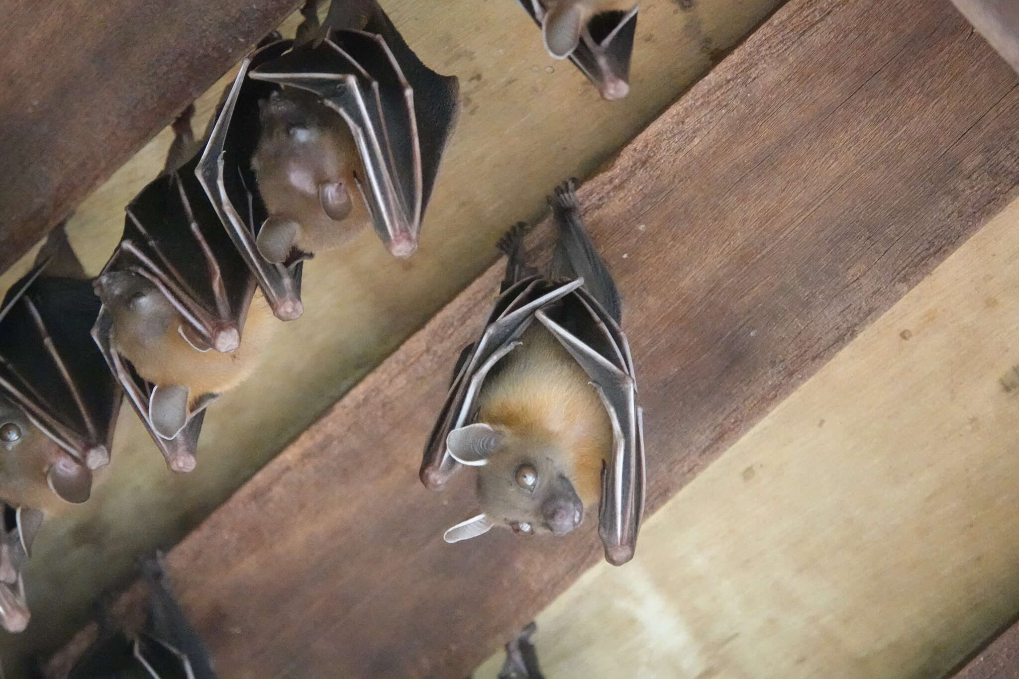 Image of Common Short-nosed Fruit Bat