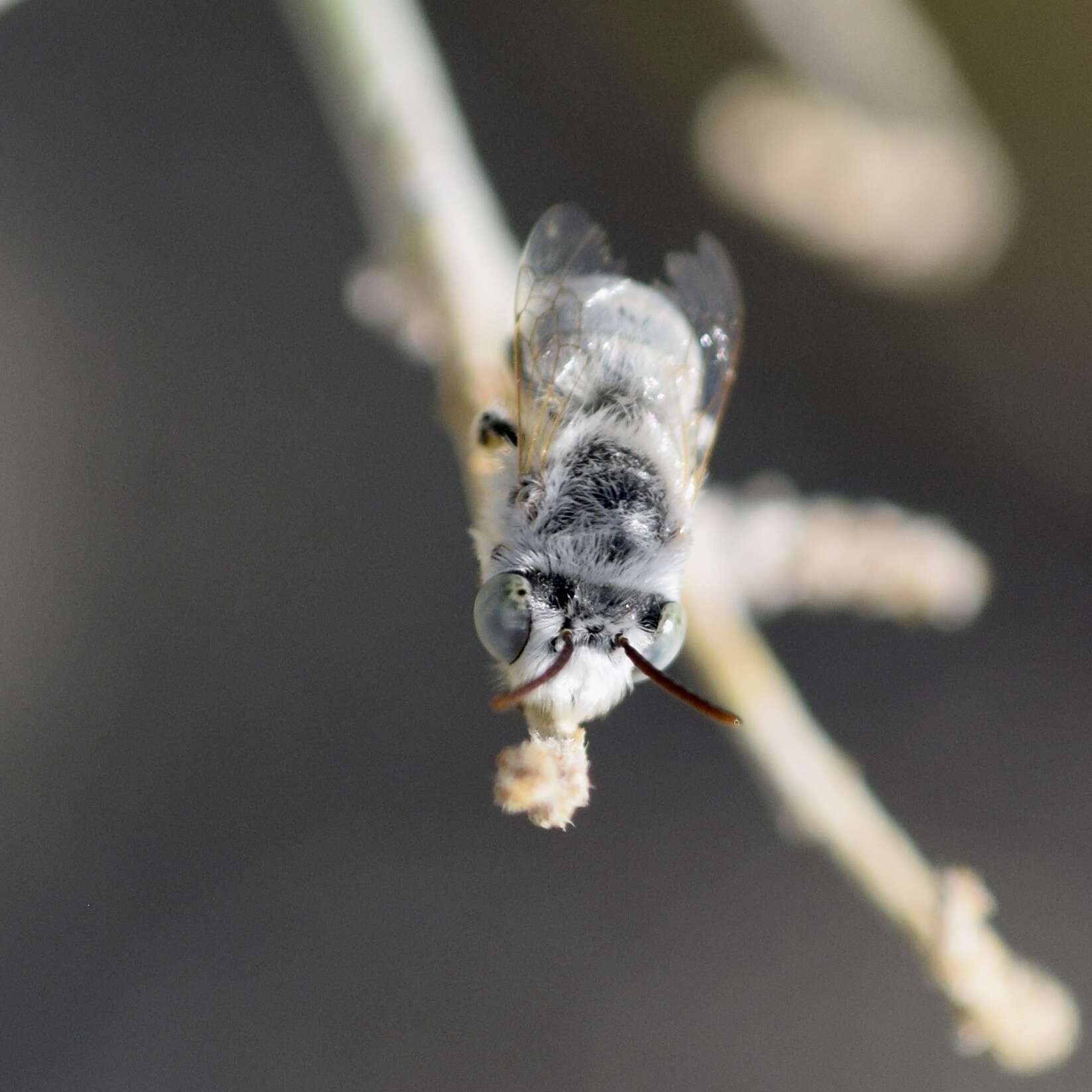 Image of Anthophora hololeuca Cockerell 1923