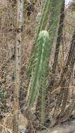 Image of Bolivian Torch Cactus