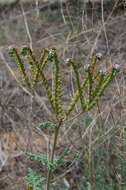 Phacelia alba Rydb. resmi