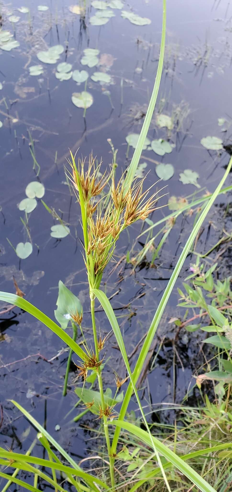 Plancia ëd Rhynchospora macrostachya Torr. ex A. Gray