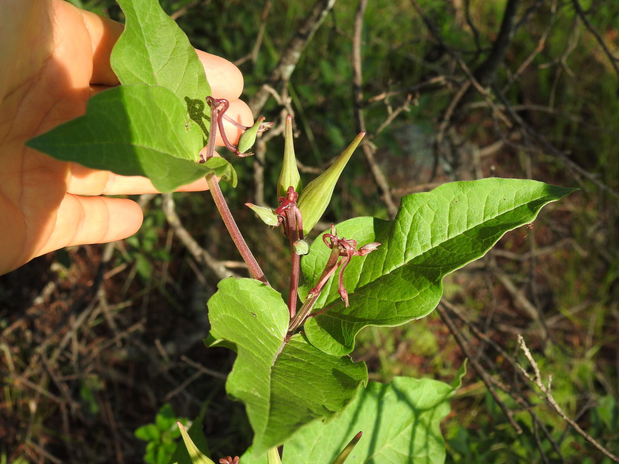 صورة Asclepias jorgeana M. Fishbein & S. P. Lynch