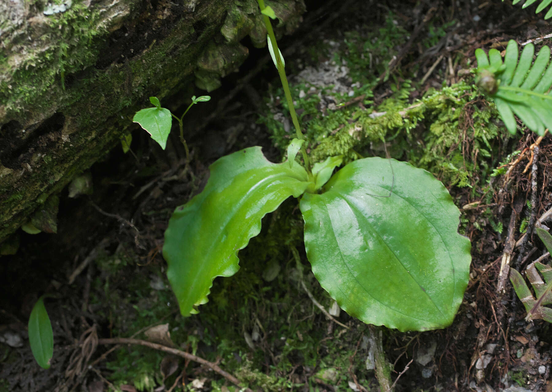 Слика од Platanthera florentii Franch. & Sav.