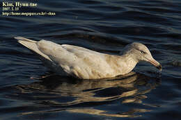 Image of Glaucous Gull