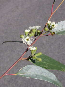 Слика од Eucalyptus muelleriana Howitt