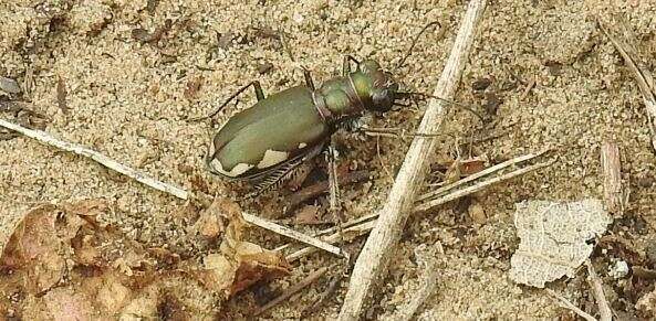 Image de Cicindela (Cicindela) scutellaris Say 1823