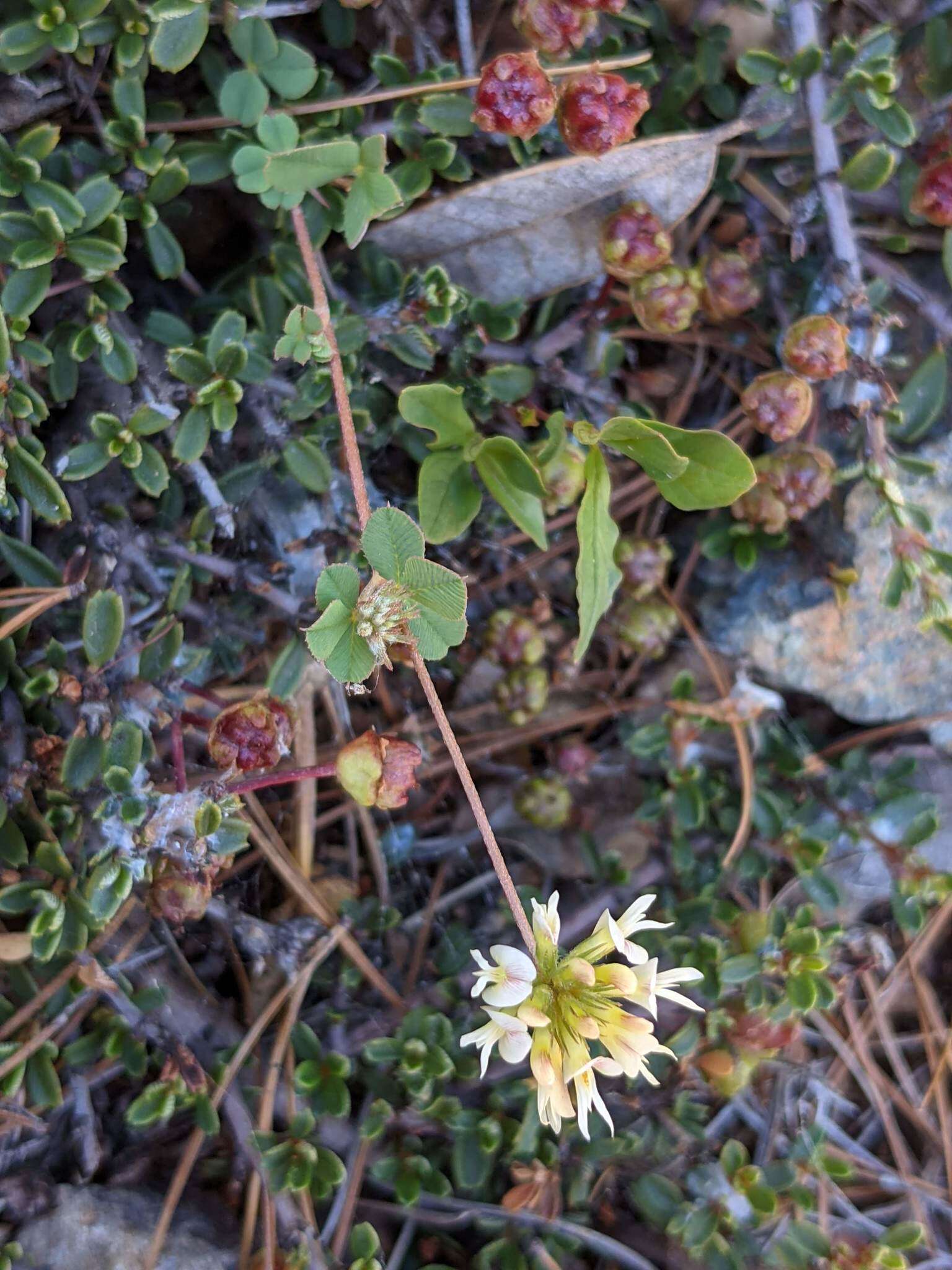 Image de Trifolium breweri S. Watson