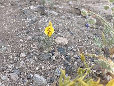 Image of Adesmia eremophila Phil.