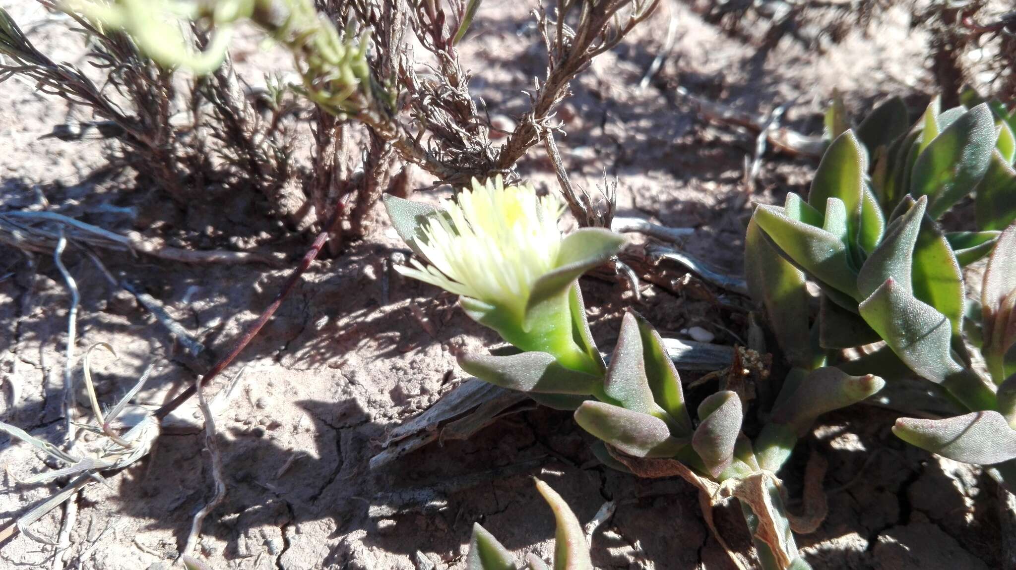 Image of Mesembryanthemum haeckelianum Berger