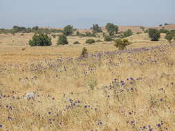 Image de Echinops adenocaulos Boiss.