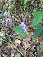 صورة Clitoria mariana L.