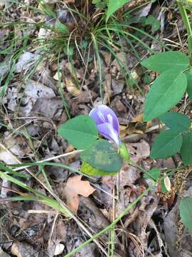 Clitoria mariana L. resmi