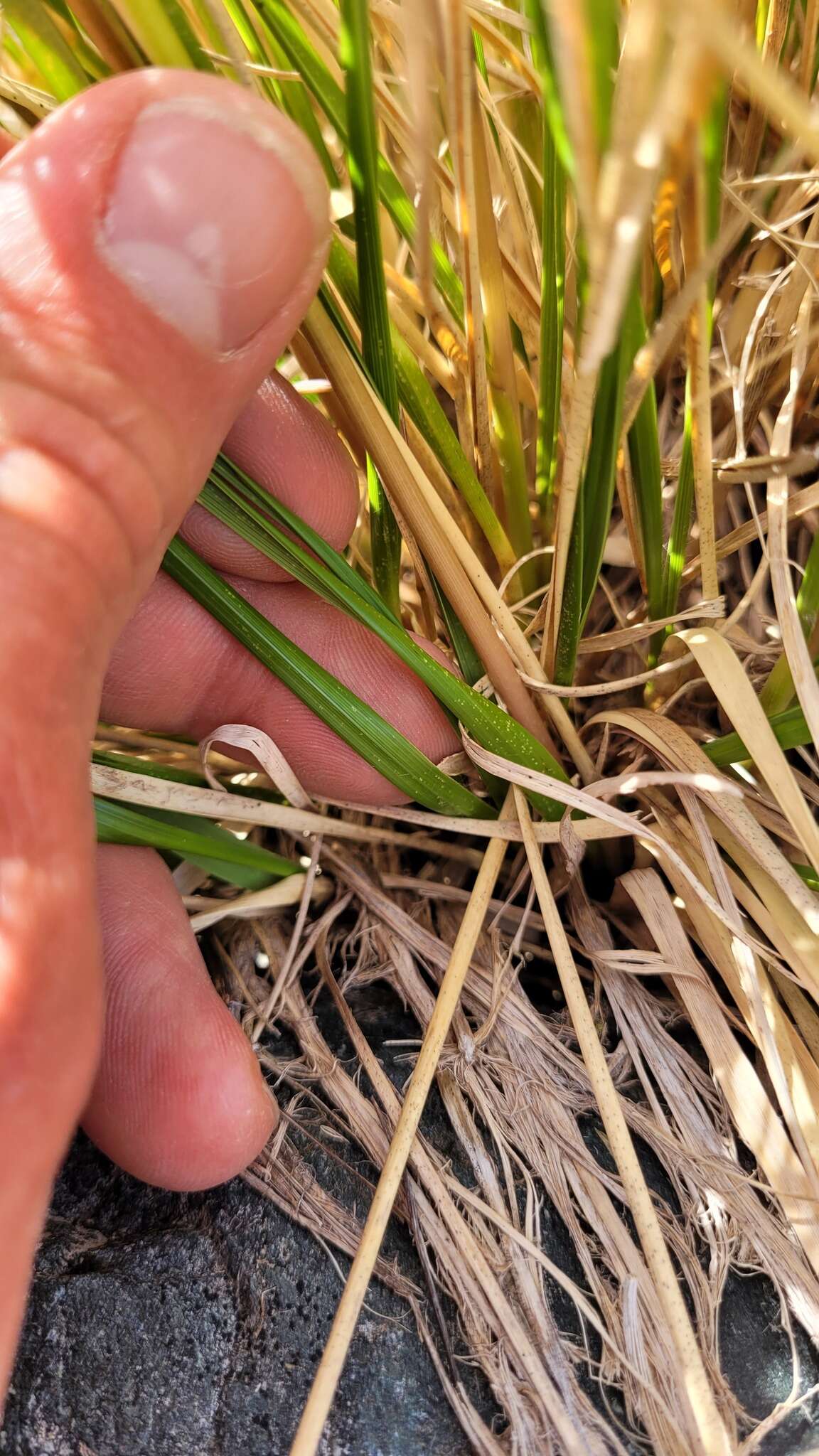 Image of Chionochloa vireta Connor