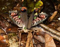 Image of Peacock katydid