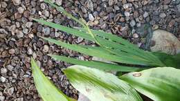 صورة Crocosmia aurea subsp. aurea