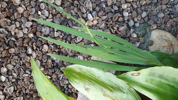 Image de Crocosmia aurea subsp. aurea