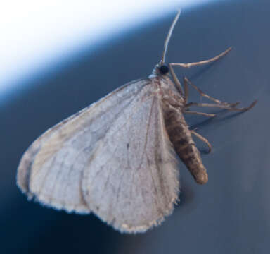 Image of winter moth