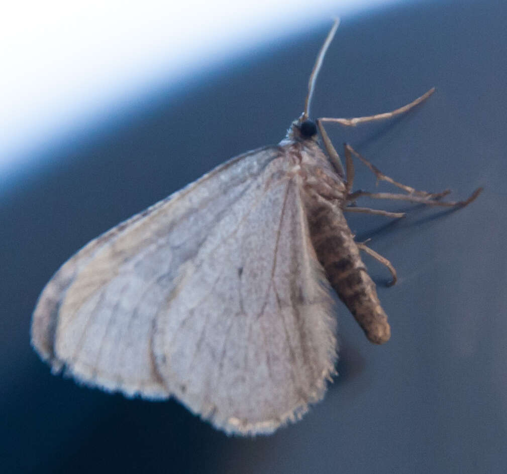 Image of winter moth