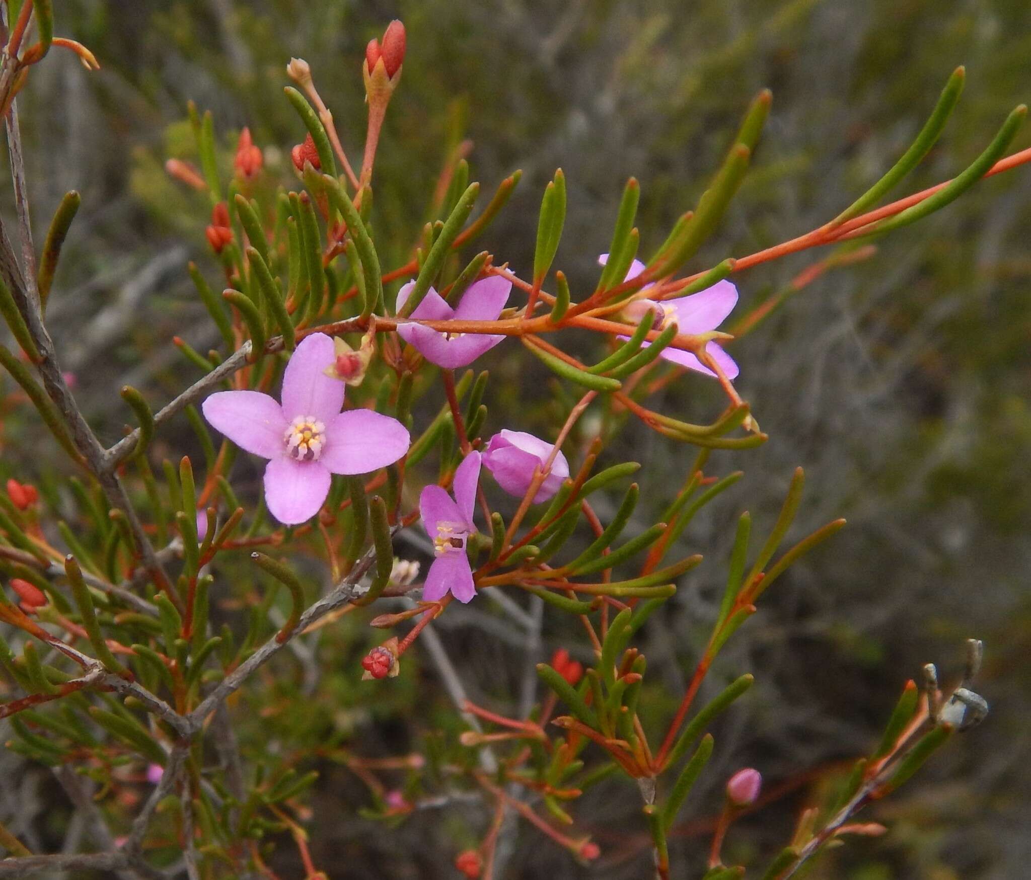 Image of Boronia filifolia F. Müll.