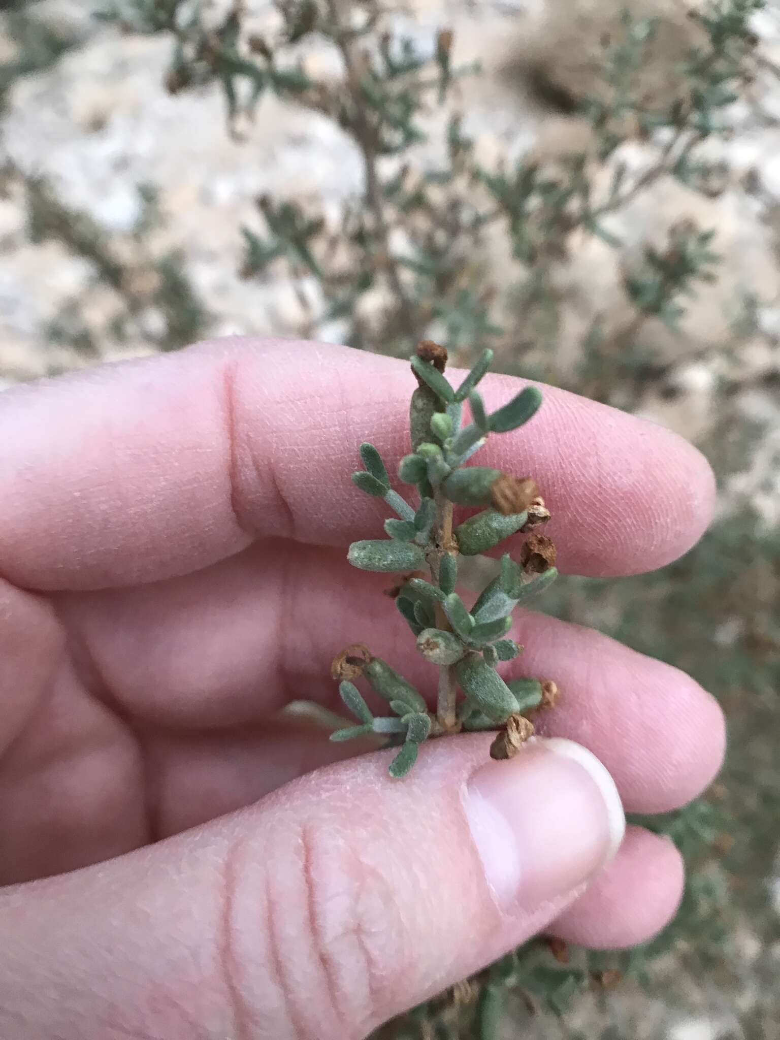 Image of Tetraena dumosa (Boiss.) Beier & Thulin