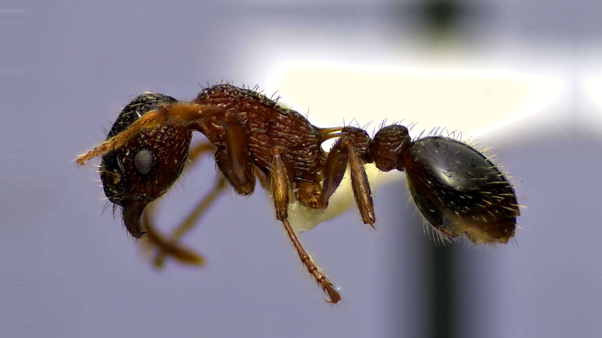 Imagem de Myrmica latifrons Staercke 1927