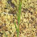 Plancia ëd Vulpia microstachys var. pauciflora (Beal) Lonard & Gould