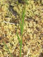 Image de Vulpia microstachys var. pauciflora (Beal) Lonard & Gould