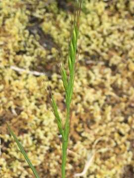 Image of Pacific fescue