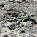 Sceloporus jarrovii lineolateralis Smith 1936的圖片