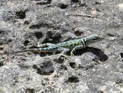 Imagem de Sceloporus jarrovii lineolateralis Smith 1936