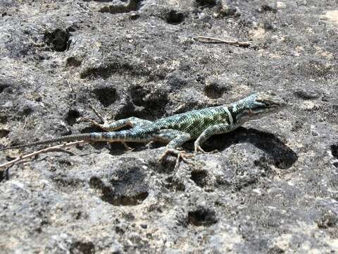 Sceloporus jarrovii lineolateralis Smith 1936 resmi