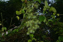 Слика од Clematis leschenaultiana DC.