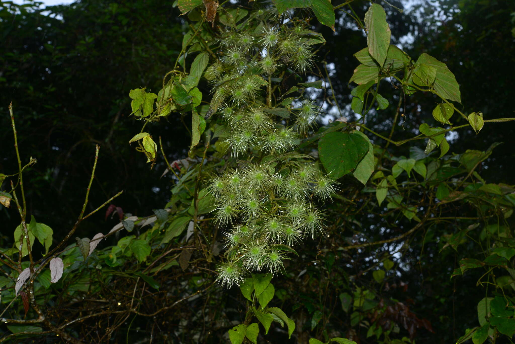 Слика од Clematis leschenaultiana DC.