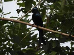 Image de Drongo bronzé