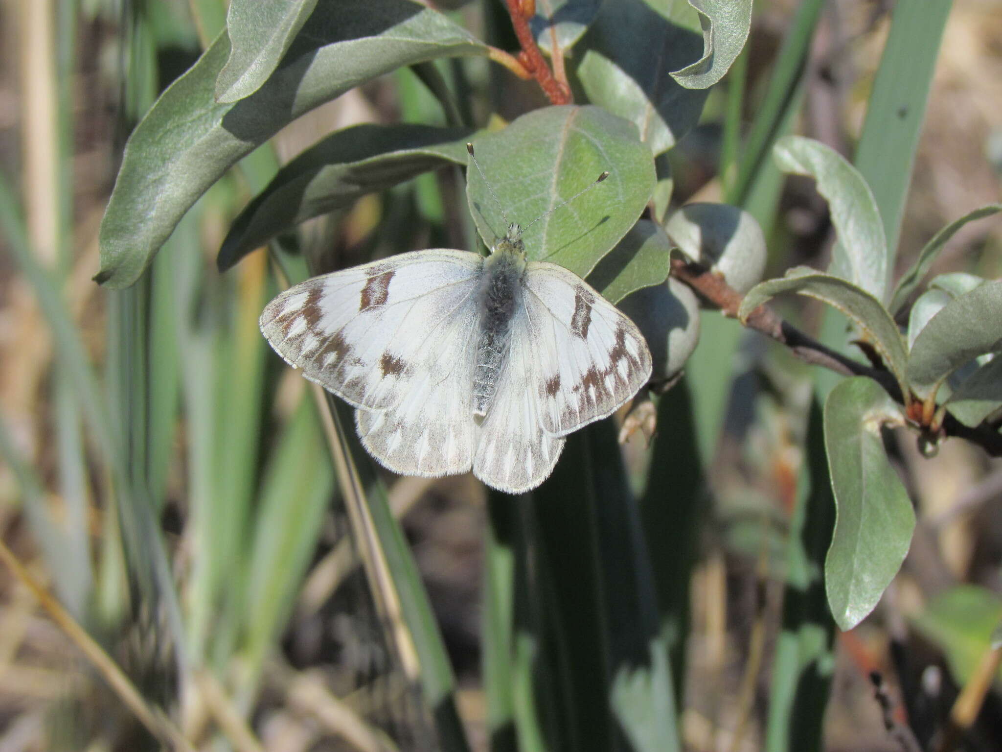 صورة Pontia occidentalis (Reakirt 1866)