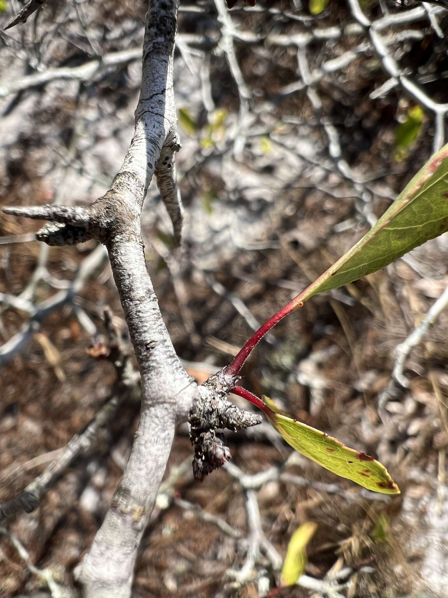 صورة Prunus geniculata Harper