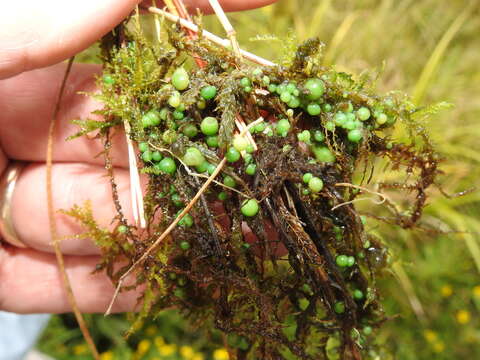 Image of <i>Nostoc coeruleum</i>