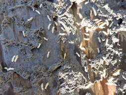 Image of Eastern Subterranean Termite