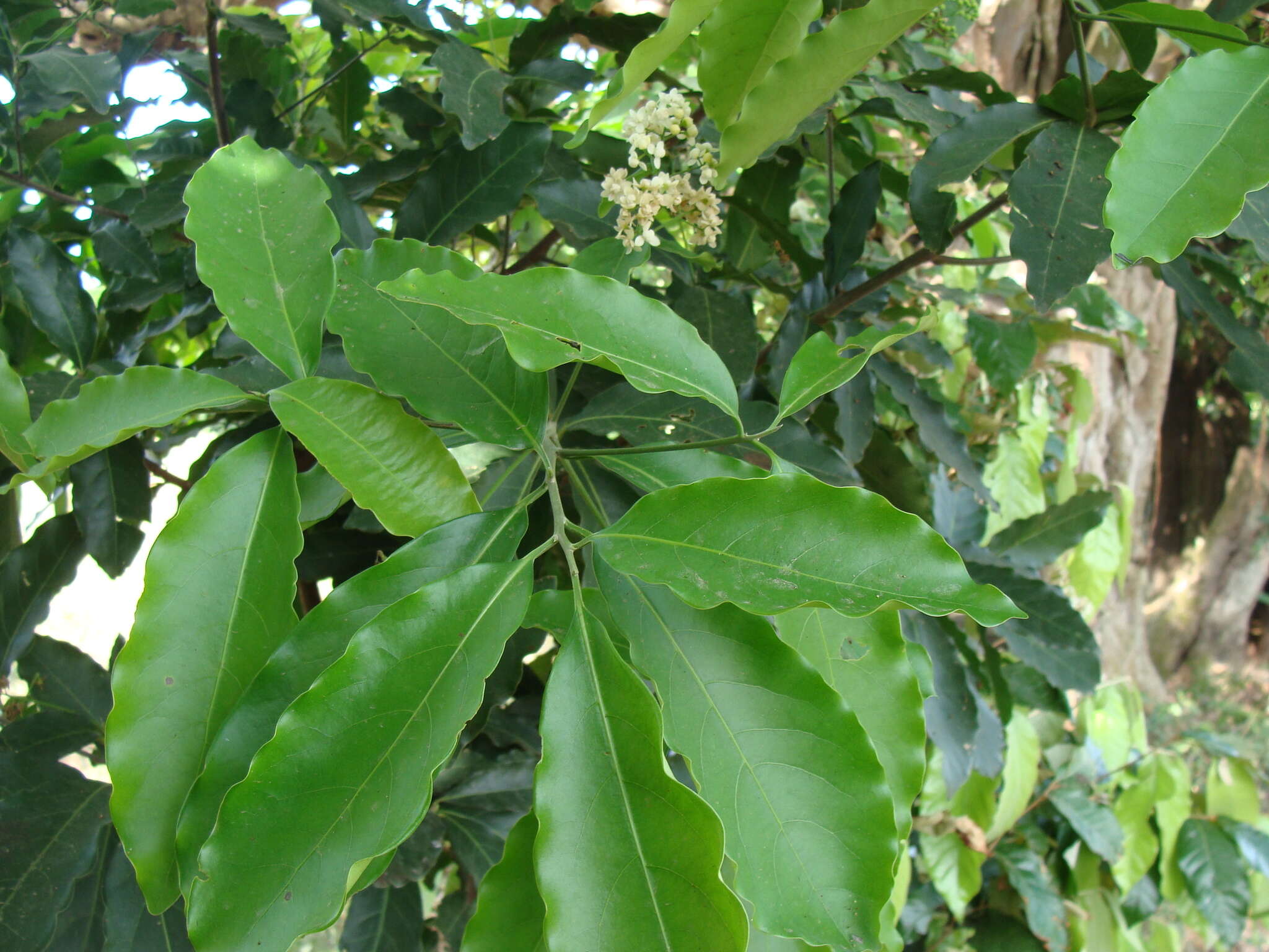 Imagem de Mespilodaphne veraguensis