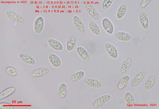 Image of Pyrenopeziza personata (P. Karst.) Boud. 1907