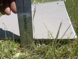 Image of northern blue-eyed grass