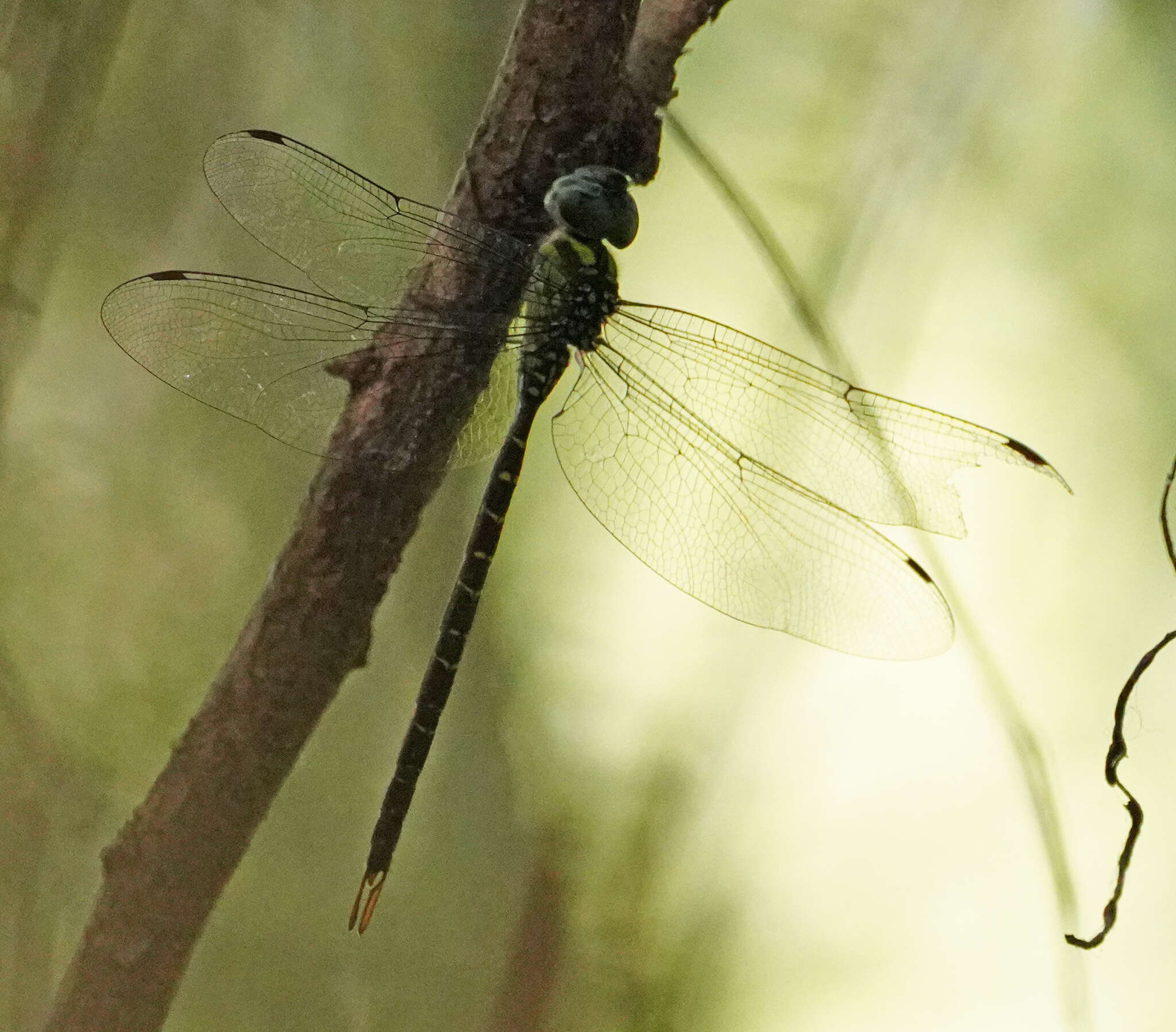 Image of Triacanthagyna caribbea Williamson 1923